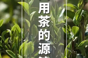 每天一个01|中国用茶的源流