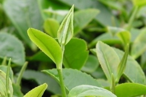 绿茶是什么茶树采摘的