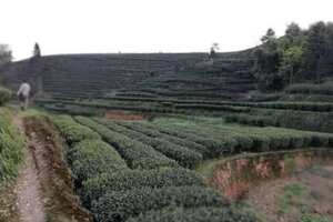 10亩茶叶利润有多少_种植茶叶一亩收入多少