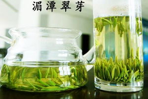 顶级雀舌茶叶多少钱一斤