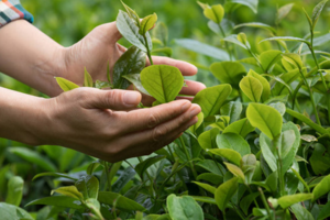 种植茶叶的土壤条件（种植茶叶需要的条件）