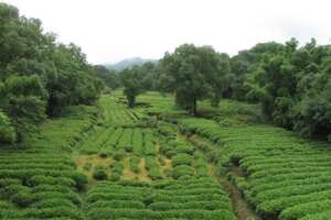中国茶叶的起源