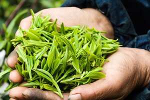 哪些茶叶属于绿茶类