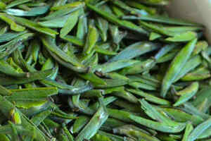 竹叶青是什么茶树品种