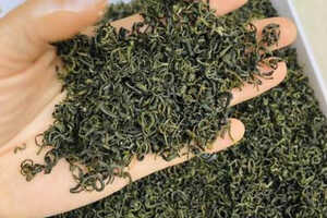 绿毛峰属于什么绿毛峰是什么茶？