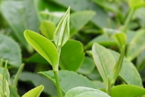 茶叶种植条件有哪些？（土壤、雨量、阳光、温度和地形）