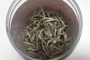 古树银芽是什么银芽茶属于什么茶？