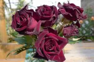 十大最贵的玫瑰花品牌_玫瑰花品牌十大排行榜