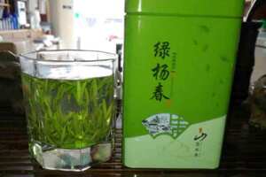 绿杨春茶图片