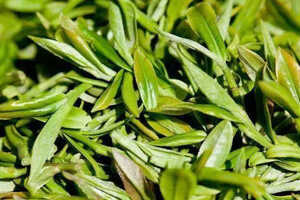 安徽名茶中被列为中国十大名茶的是