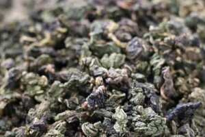 西山茶的种植过程