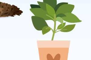 金花茶树苗种植方法（金花茶树苗种植方法视频）