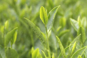 龙井茶属于什么绿茶