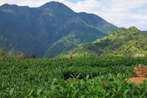 金花茶树苗种植方法