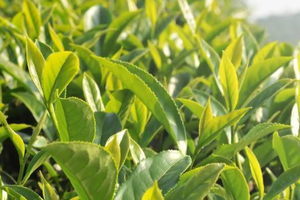 茶籽树施肥的最佳时间和方法