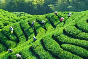 最好的富硒茶是哪里产的_中国两大富硒茶产地