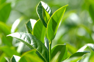 龙井土茶是什么品种