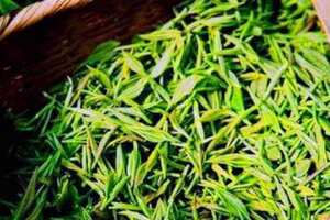 信阳毛尖是什么茶树品种