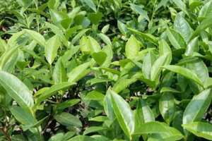 茶树专用农药