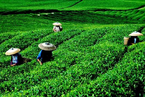 浮梁工夫红茶，产自于中国红茶之乡！