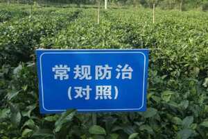 茶叶打农药和不打农药区别_如何分辨茶叶里是不是打了农药？