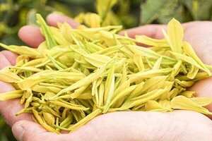 黄金芽属于什么黄金芽茶叶是什么茶