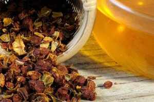 菊苣栀子茶的功效与作用及副作用