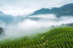 2021中国（甘肃）国际茶产业博览会