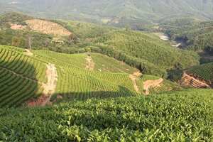 乌龙茶产地在哪个省