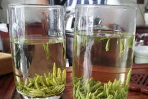 东方树叶绿茶是什么茶
