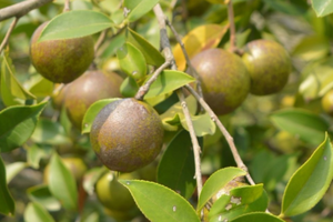 油茶树，附形态特征及生长习性