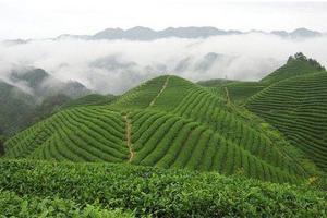为什么好茶都产自于高山？