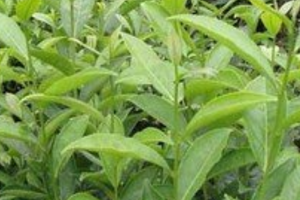 无公害茶叶种植技术，主要有以下五个方面