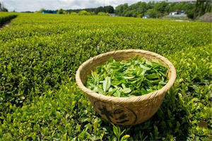 绿茶是酸性还是碱性_含多种纯天然植物碱(平衡体内酸碱)