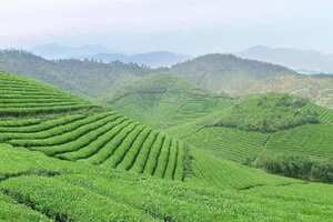 绿茶批发市场哪里最大