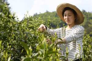 安徽黄山猴魁茶叶多少钱一斤