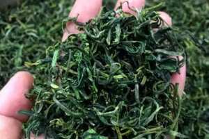 黄山茶叶品种