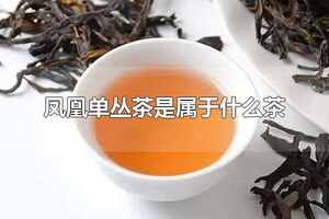 凤凰单丛茶是属于什么茶？凤凰单丛茶属于乌龙茶