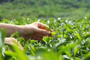 【收藏】绿茶是用新鲜的茶叶制作的吗？