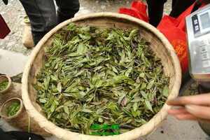 【茶功效】新江羽绒茶的功效与作用喝新江羽绒茶的好处有哪些