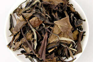 白茶的三种种植方式，千万要记牢!