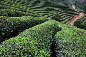 祁门红茶的特点与祁门红茶的发展史