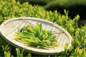 谷雨茶多少钱一斤今年谷雨茶的全新市场价市场价格