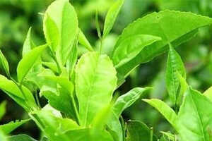 【茶功效】喝白沙绿茶有什么功效白沙绿茶的功效与作用