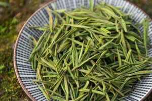 安吉白茶是什么品种的茶叶？（安吉白茶是什么茶树品种）