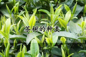 茶树的种类（什么茶树品种最好）