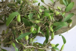 石橄榄的价格多少钱一斤中药材石橄榄的功效作用详细介绍
