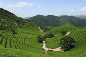 径山禅茶是什么径山禅茶是红茶还是绿茶？