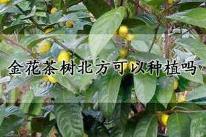 野生金花茶树图片
