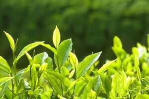 桐城小花是什么桐城小花是红茶还是绿茶